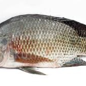 Ikan Nila Segar