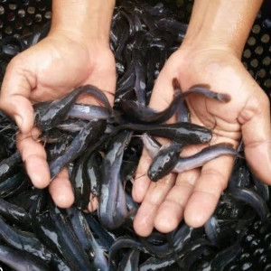 Bibit Ikan Lele