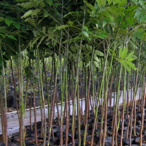 Bibit Eucalyptus Pellita