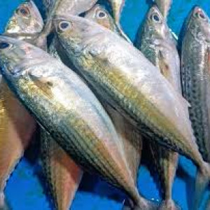 IKAN KEMBUNG