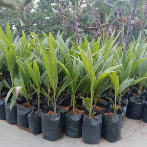 Benih Kelapa Genjah Entog Berpolybag