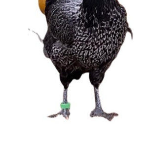 AYAM MARON 1 Ayam Kampung Petelur Unggul (Umur 4-5 bulan) Betina