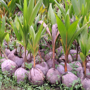 BIBIT KELAPA DALAM UPAT-UPAT