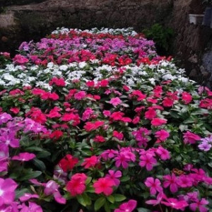 Tanaman Bunga Krisan