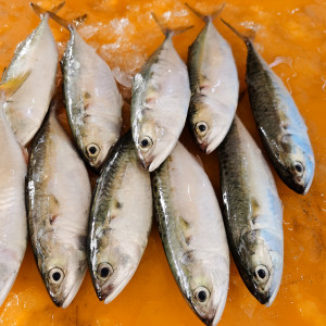 Ikan Kembung