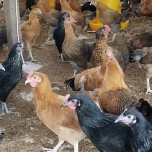 Ayam Maron 1 - Jantan