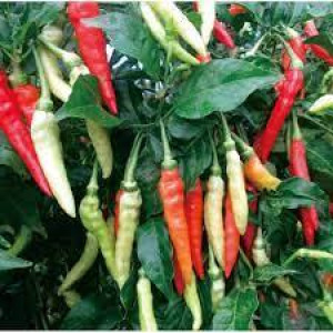 Benih Cabe Halbanero