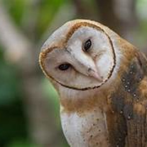 TYTO ALBA / BURUNG HANTU 1 PASANG