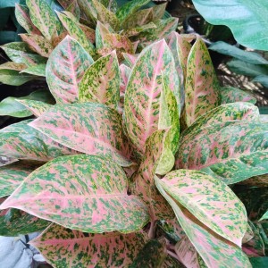 Tanaman aglaonema bikroy