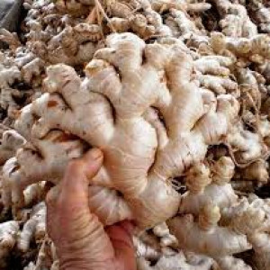 Benih/ Bibit/ Umbi/ Rimpang Jahe Gajah