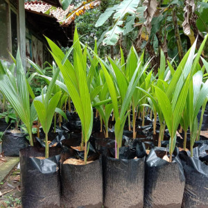 Benih Kelapa Dalam Unggul Berpolybag