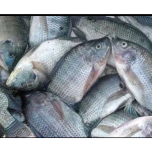 IKAN MUJAIR / MUJAER SEGAR