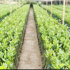 Bibit Mangrove