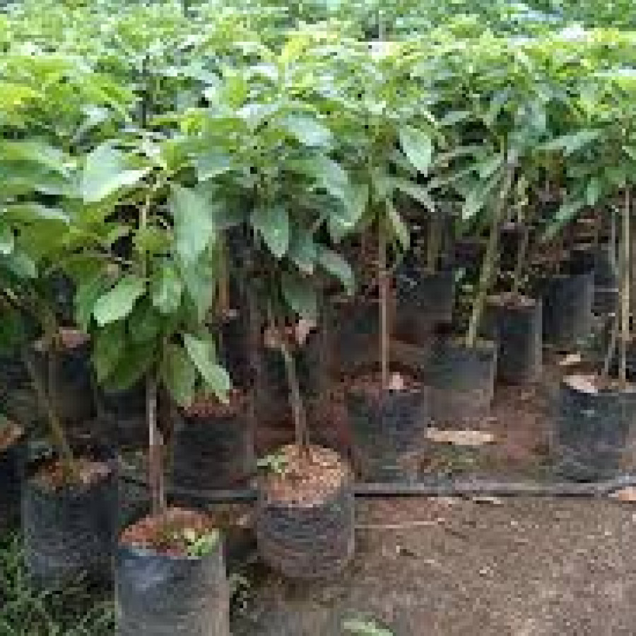 BIBIT ALPUKAT