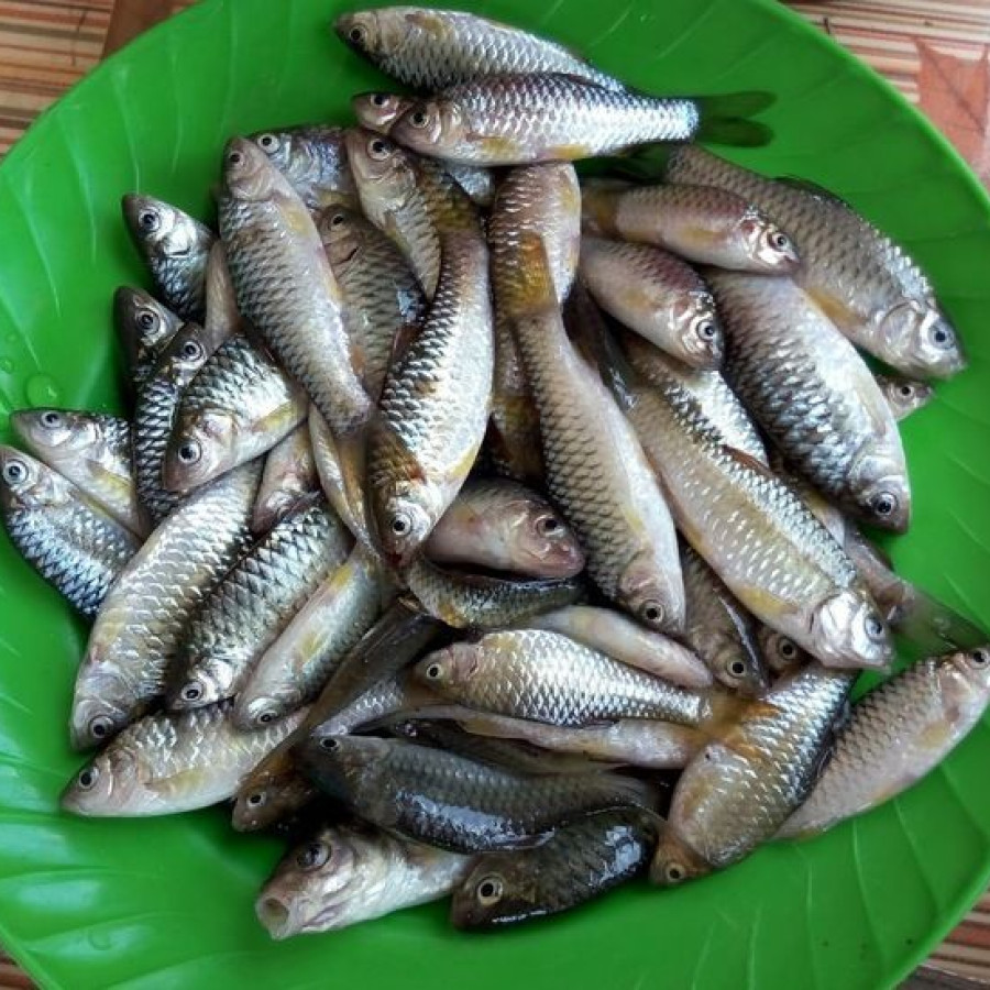 Ikan Wader