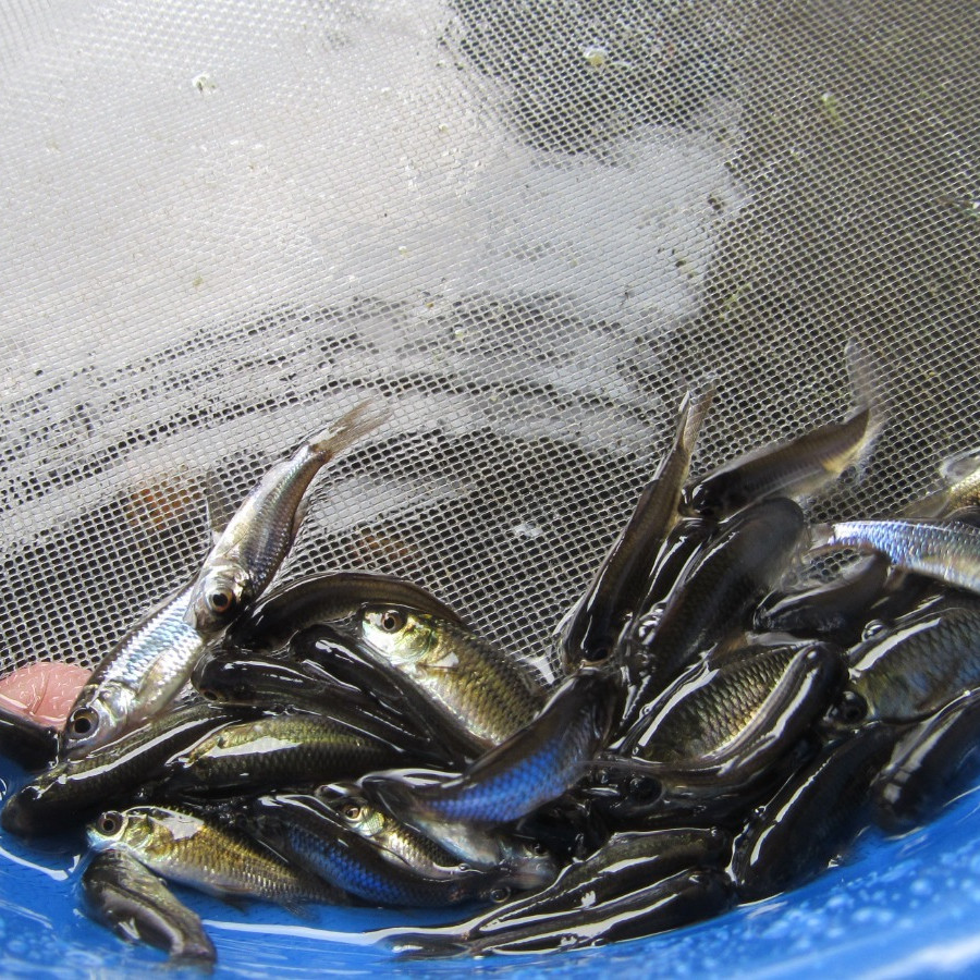Benih Ikan Muraganting