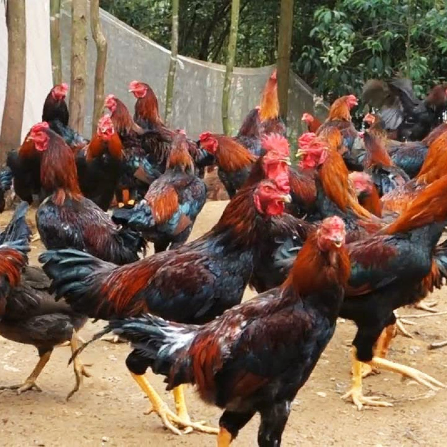 Ayam Buras Pejantan - samping