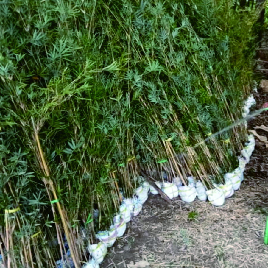 Bibit Bambu - utama