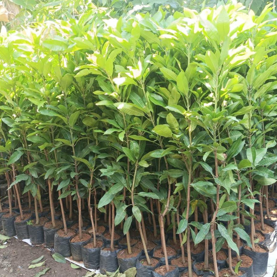 Bibit Mangga Manalagi