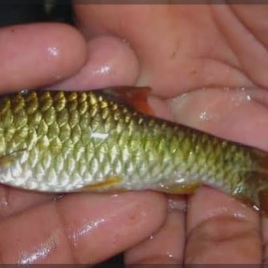 Benih Ikan Baderbang