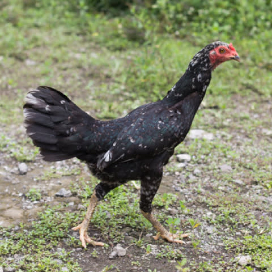 Ayam Buras Betina - detail