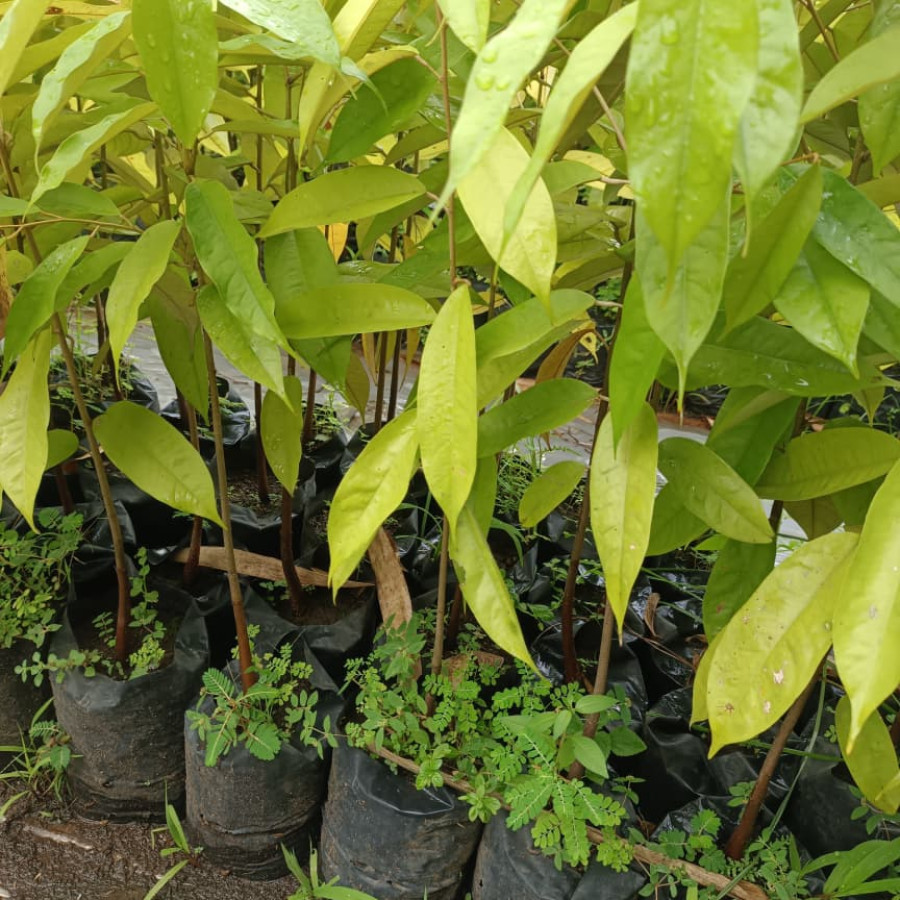 seedling durian - depan