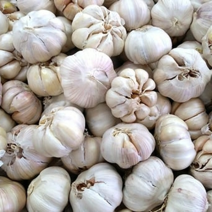Bawang Putih