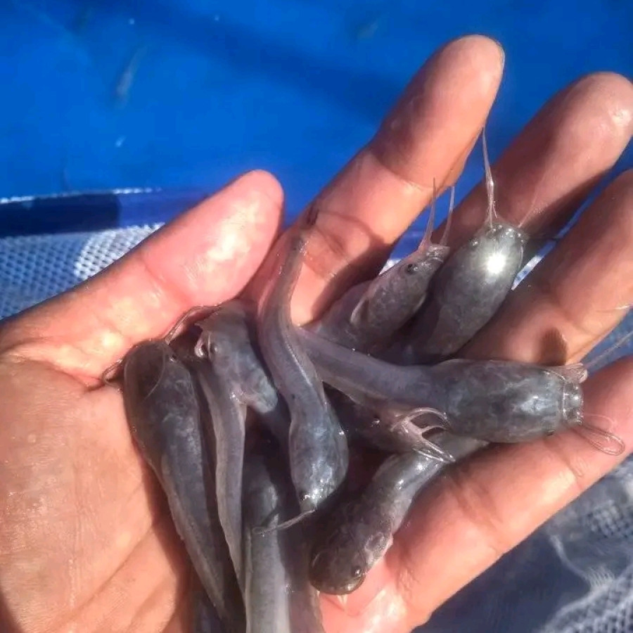 Benih Ikan Lele Lokal - depan