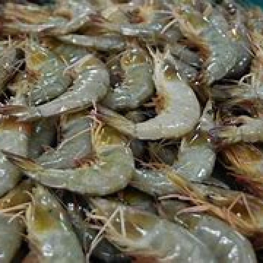 Udang Segar