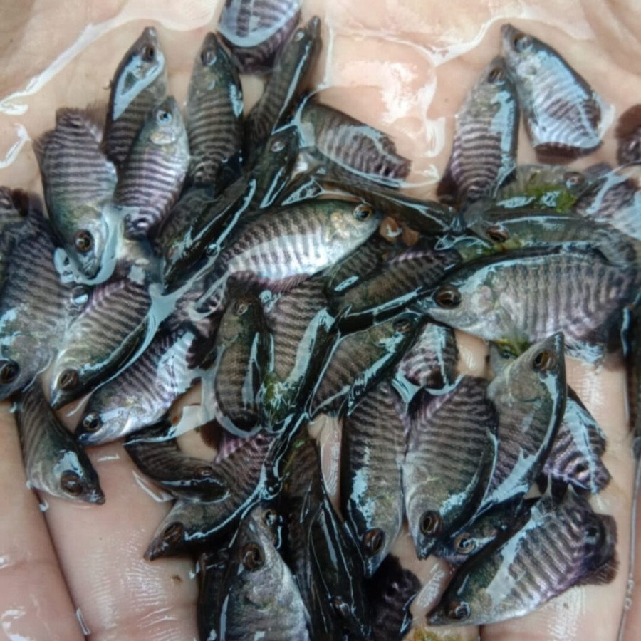 Benih Ikan Gurami