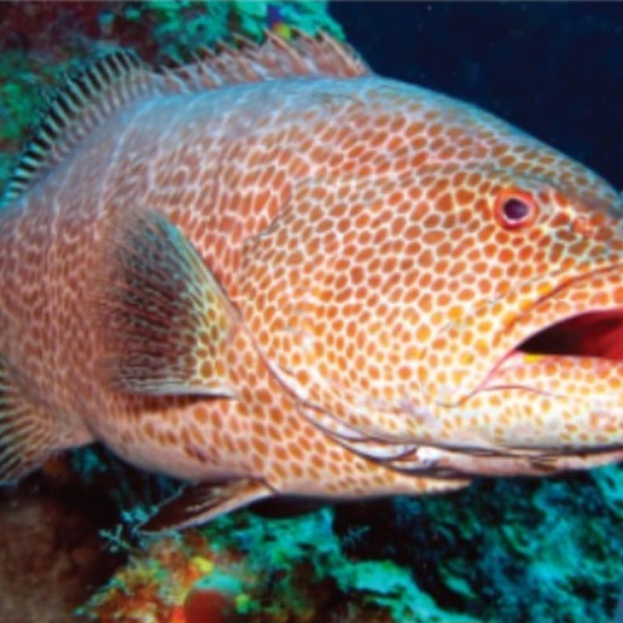 Kerapu Macan