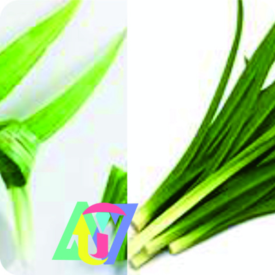DAUN PANDAN