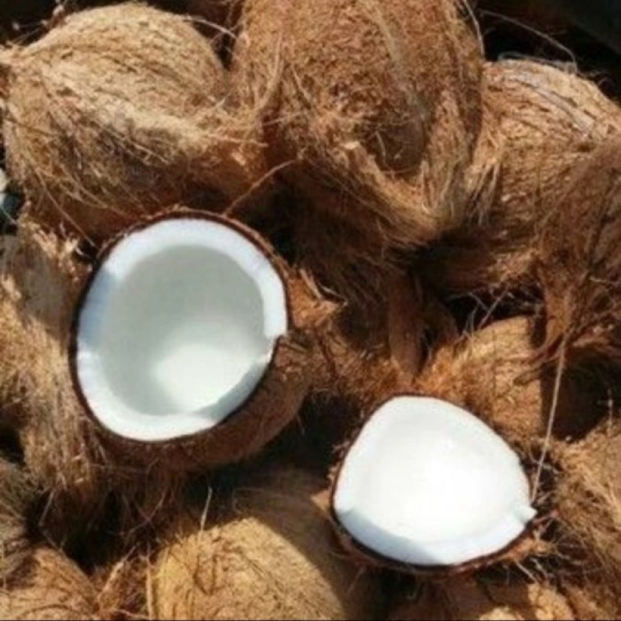 Kelapa Tua ( 400-500 gram/butir) JBR