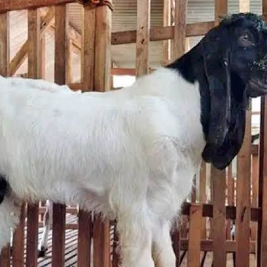 Kambing PE Jantan
