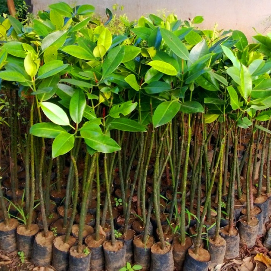 Bibit Mangrove Rhizophora - utama