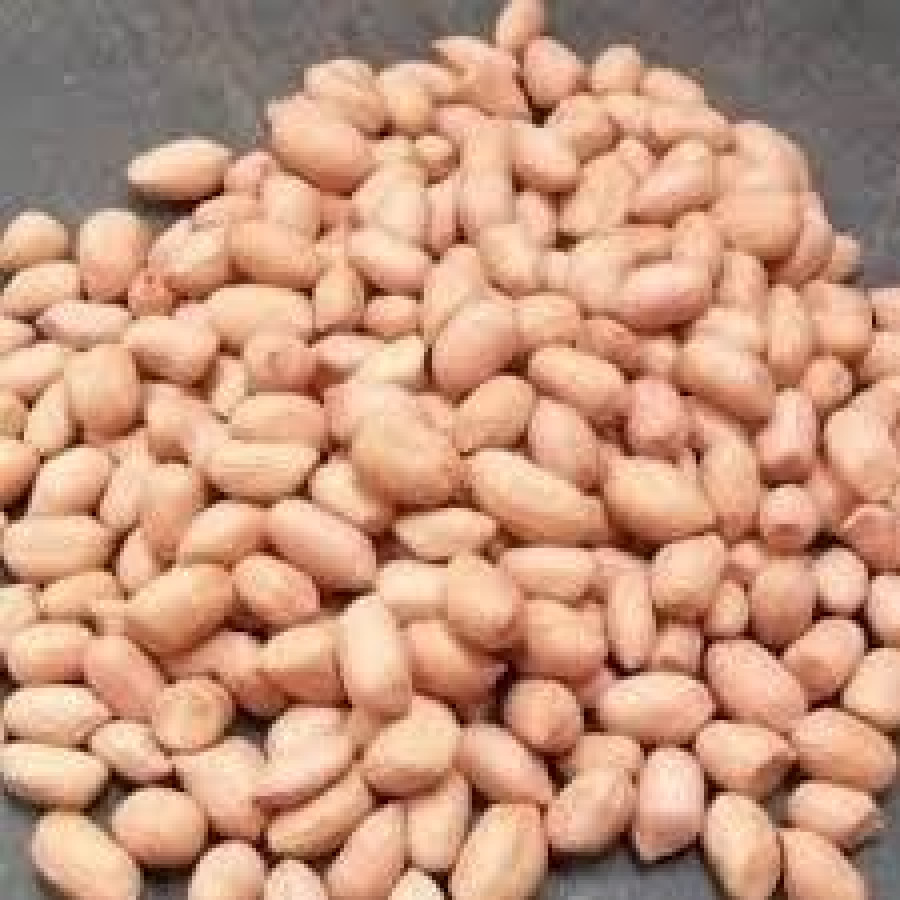 Kacang Tanah