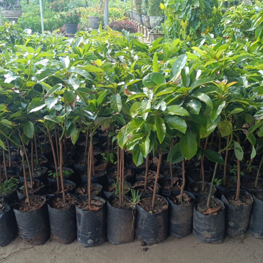 Bibit Buah Alpukat