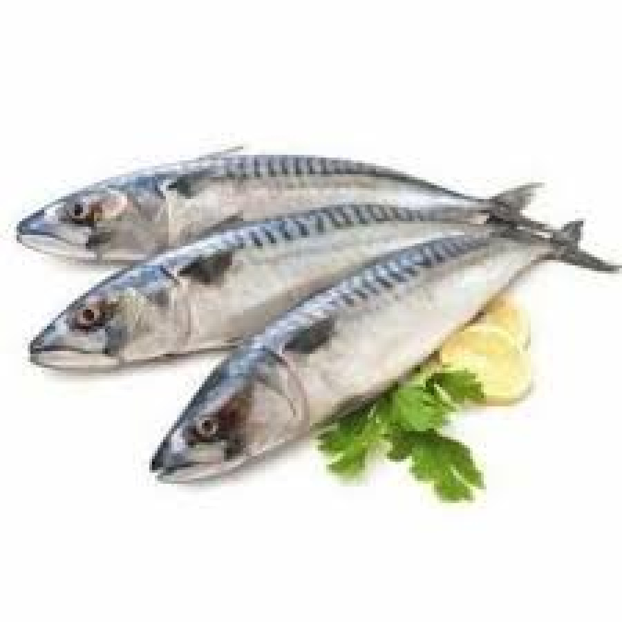 Ikan Tenggiri