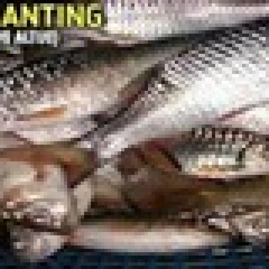 Benih Ikan Muraganting