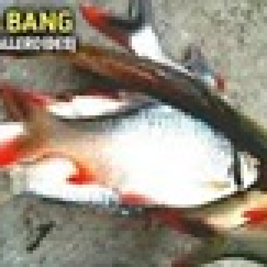Benih Ikan Baderbang