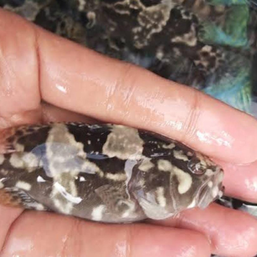 Benih Ikan Kerapu Macan - samping