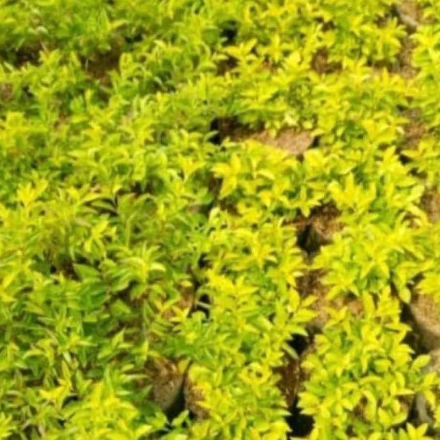 Taiwan Kuning