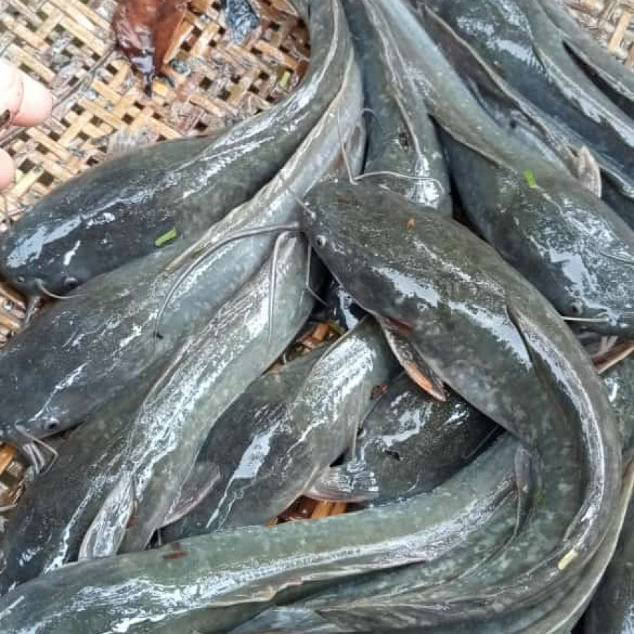 Ikan Lele Segar