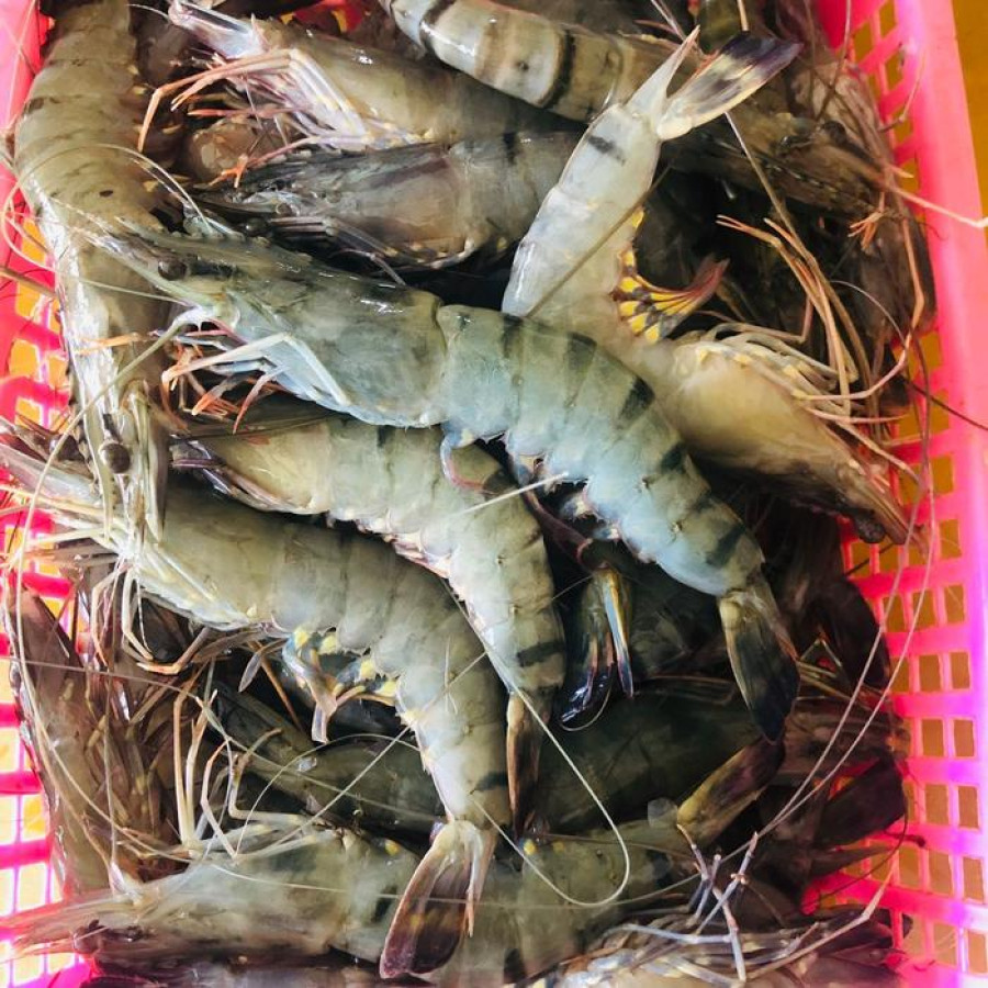Udang Besar
