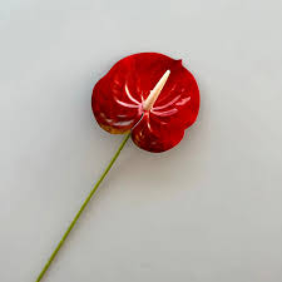 Bunga Antorium Merah Artificial