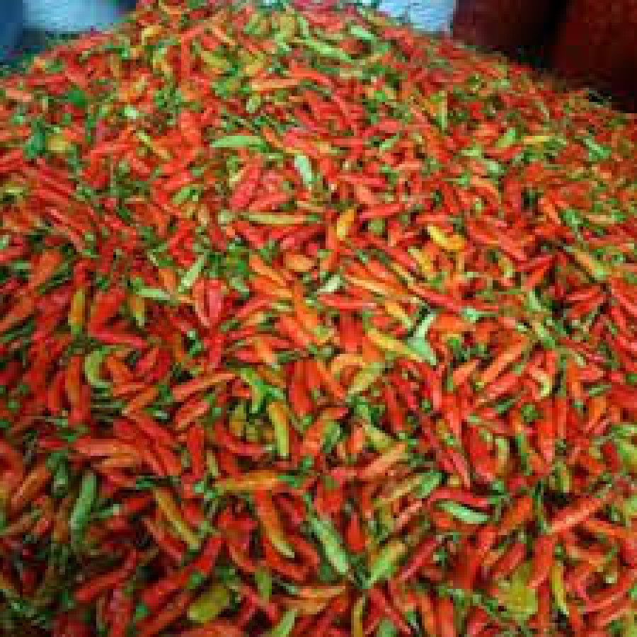 Cabe Rawit Merah 1 Kg