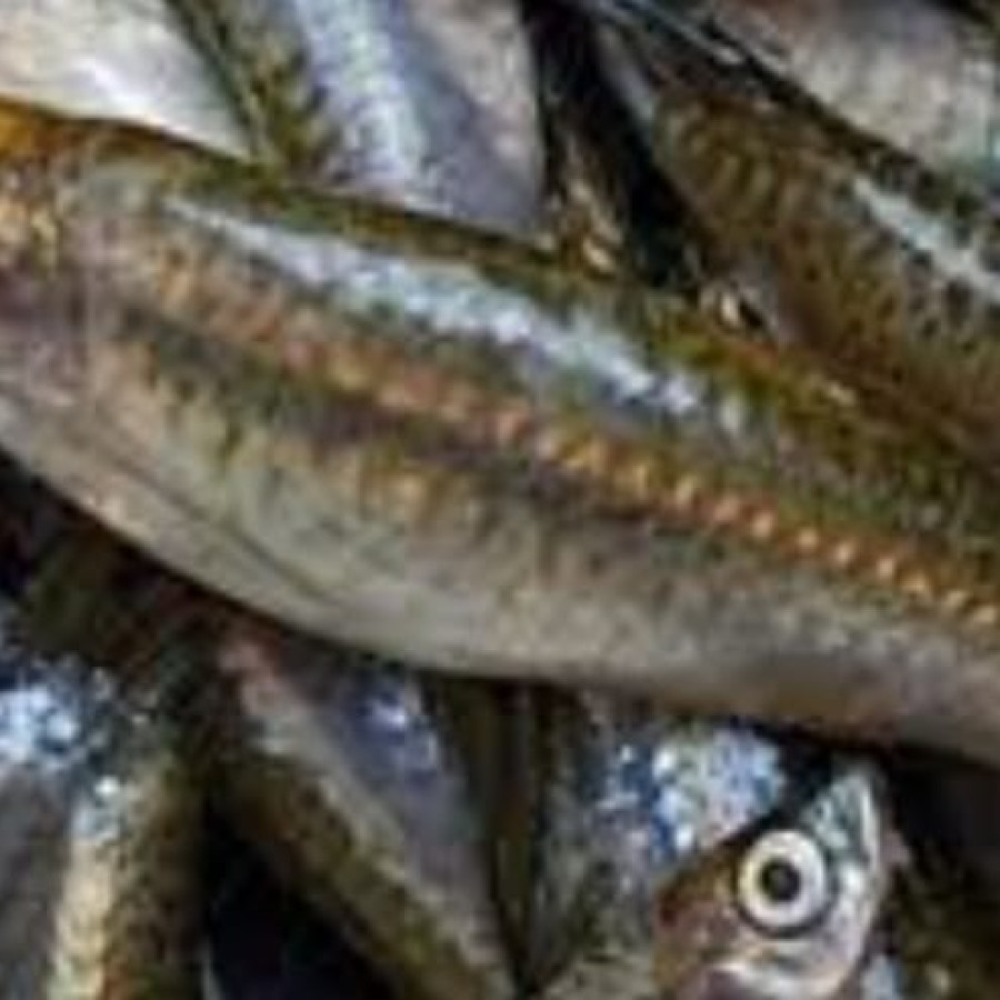 BENIH IKAN WADER