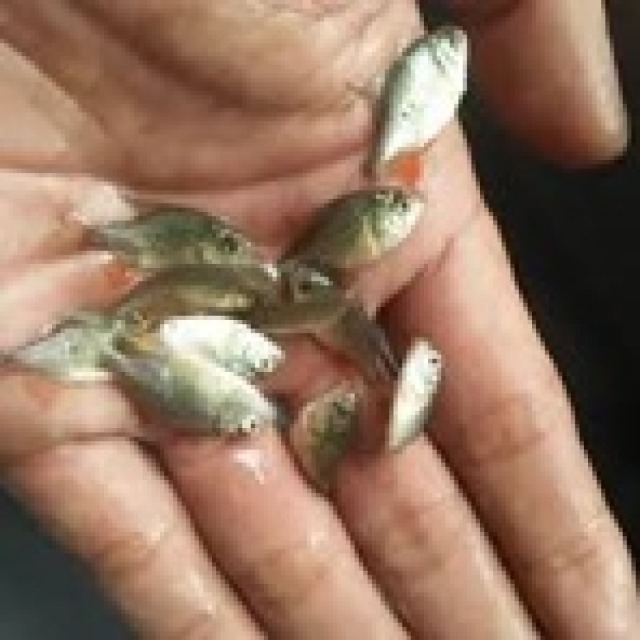 Benih Ikan Tawes