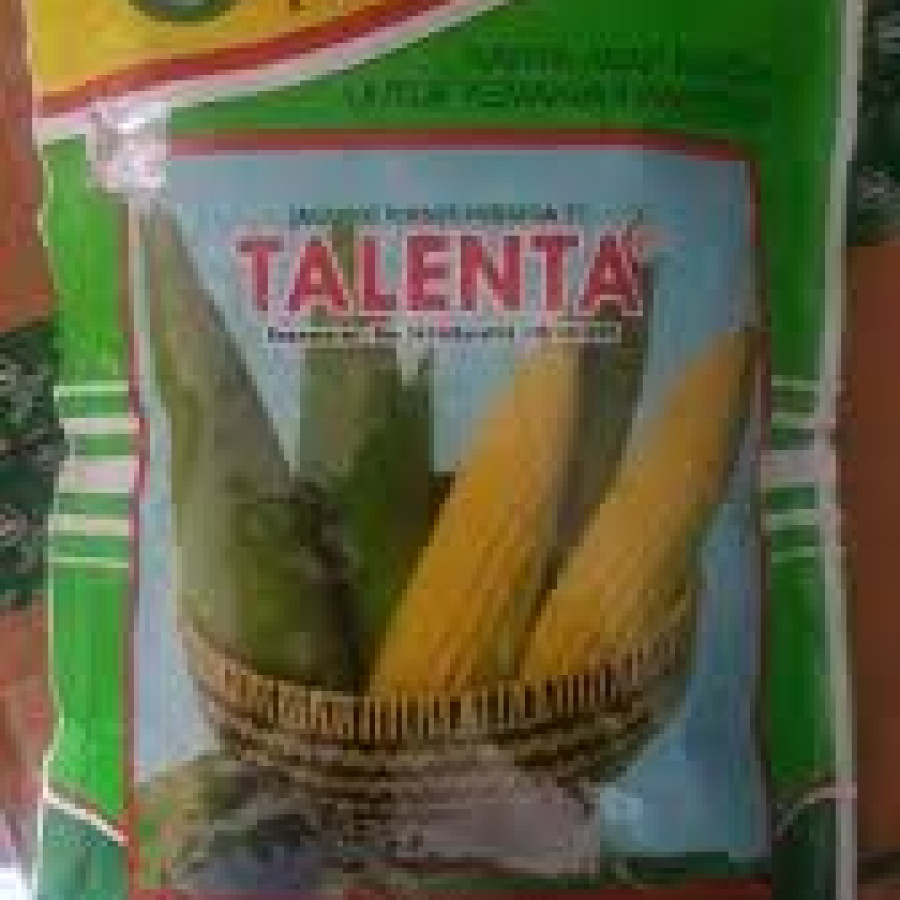BENIH JAGUNG MANIS TALENTA