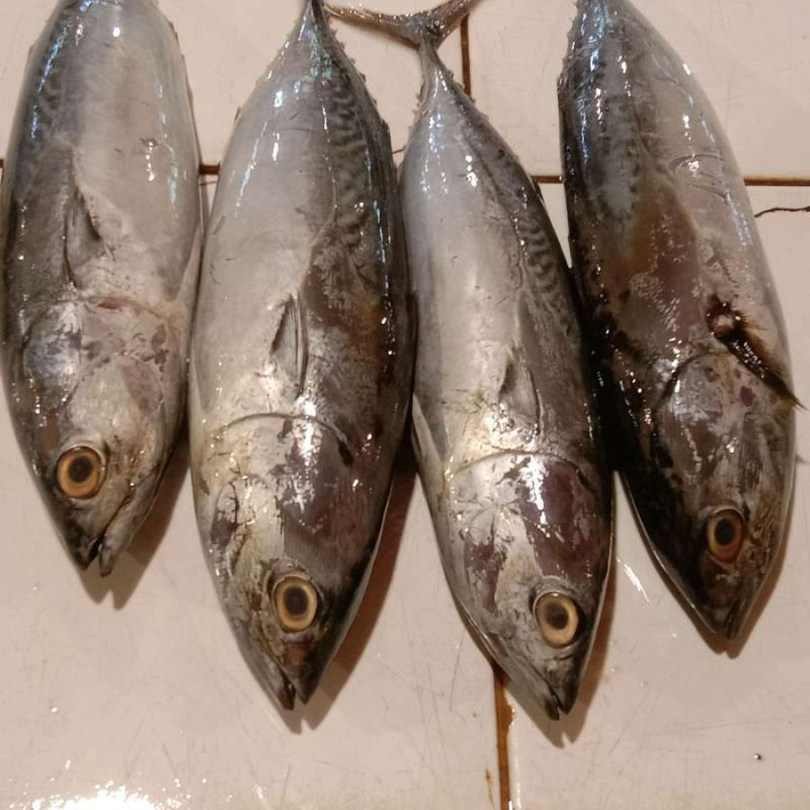 Ikan Tongkol 4 Ekor/Kg